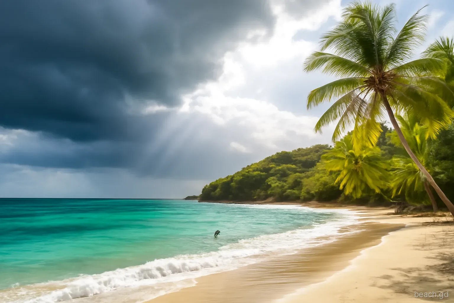 Wide view of a south Grenada cove under a dramatic sky of building rain clouds and sunlight breaking through, palms swaying, choppy blue water, a lone swimmer near shore