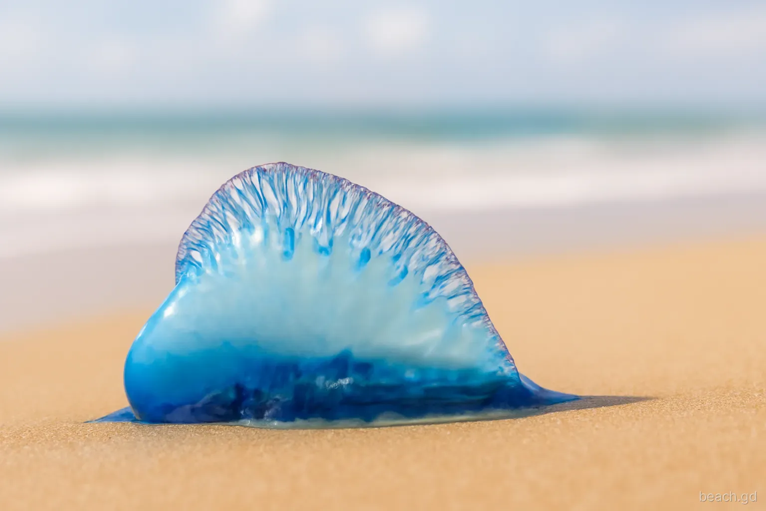 Close-up of a translucent blue Portuguese man o' war float stranded on wet golden sand, Atlantic beach in Grenada, low angle, soft morning light