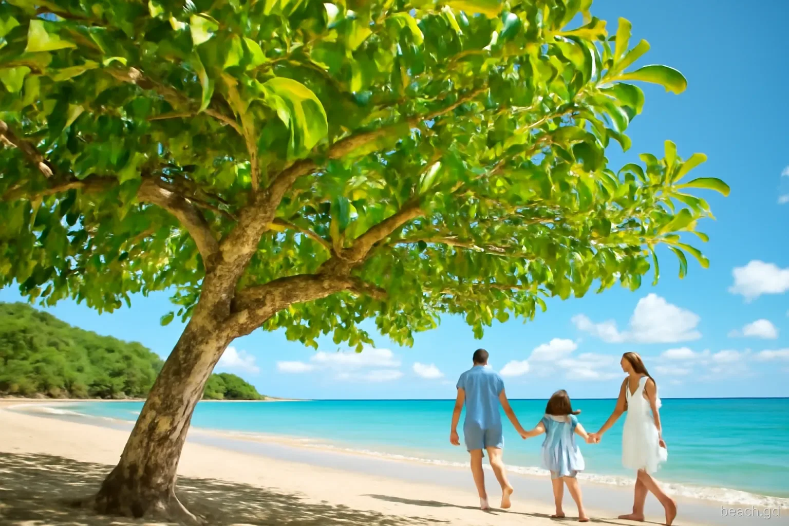 Low-angle view of a spreading manchineel tree with glossy leaves and small green fruit at the back of a quiet Grenada beach, family walking past in sunshine